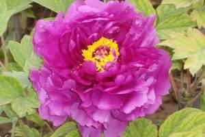 ����ĵ���������Σ�����+���Ű���ĵ��+��̨ɽ����������