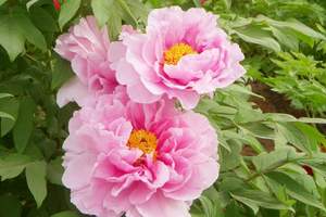 <����������>������,����ʯ��,ĵ��԰,��̨ɽ,���⾫����·