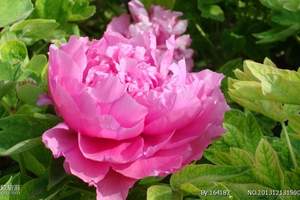 ����ĵ����������+��������ʯ�߰�����ĵ��+�Ͼ�ɽ������������