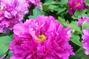 ����ĵ������������ĵ��+��̨ɽ+������+�Ͼ�ɽ��������������