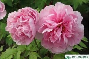 ��������ĵ�������Ρ������� ����ʯ��ĵ�� ��̨ɽ ����������